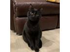Adopt NORI - Offered by Owner - Bonded with TAKI a Domestic Short Hair