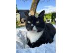 Adopt KEVIN - Offered by Owner - In/out Senior a Tuxedo