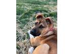 Adopt Slugger a Shepherd