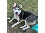 Adopt Joey a Siberian Husky