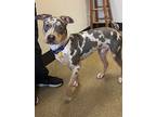 Adopt Riggs a Catahoula Leopard Dog, Mixed Breed