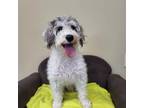 Adopt Malcolm a Schnauzer, Poodle