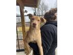 Adopt Clay a Terrier, Labrador Retriever