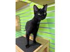 Adopt Hubba Bubba a Domestic Short Hair