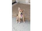 Adopt Grizzly a Mixed Breed