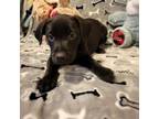 Adopt Zydeco SH* a Catahoula Leopard Dog, Mixed Breed