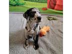 Adopt Bayou SH* a Catahoula Leopard Dog, Mixed Breed