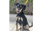 Adopt Sherlock a German Shepherd Dog, Mixed Breed