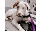 Adopt Tundra LA a Australian Shepherd, Catahoula Leopard Dog