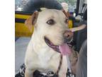 Adopt Brutus a Yellow Labrador Retriever, Mixed Breed