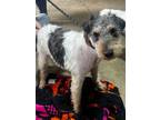 Adopt Kramer a Wirehaired Terrier, Mixed Breed
