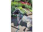 Adopt Gunner a German Shorthaired Pointer, Mixed Breed