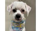 Adopt Ernie a Shih Tzu