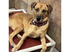 Adopt Colby a Labrador Retriever, Mixed Breed