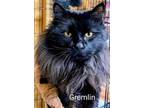 Adopt Gremlin a Domestic Long Hair