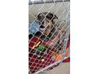 Adopt Prince a Catahoula Leopard Dog, Shepherd