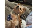 Adopt Gomer a Silky Terrier