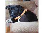 Adopt Asher a Black Labrador Retriever, Mixed Breed