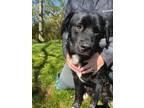 Adopt Bear a Spaniel, Black Labrador Retriever