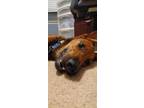 Adopt Morty a Rhodesian Ridgeback, Shepherd