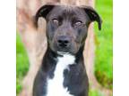 Adopt Binky 24-03-052 a Labrador Retriever
