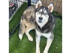 Adopt Wrangler a Husky