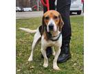 Adopt Mojo a Beagle, Mixed Breed