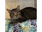 Adopt Butler (barn buddy) a Domestic Short Hair