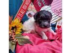 Mutt Puppy for sale in Vinemont, AL, USA