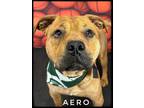 Adopt Aero a Mixed Breed