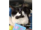 Adopt Louie a Domestic Medium Hair