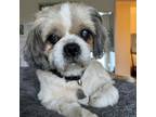 Adopt Murdock a Lhasa Apso