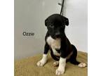 Adopt Ozzie a Pit Bull Terrier, Mixed Breed