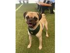 Adopt Mackenzie a Pug