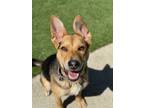 Adopt Isaac a Shepherd, Mixed Breed