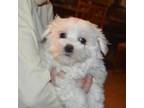 Coton de Tulear Puppy for sale in Cabool, MO, USA