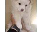 Mutt Puppy for sale in Henderson, CO, USA