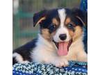 Pembroke Welsh Corgi Puppy for sale in Harper, TX, USA