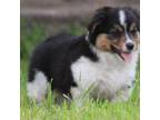 Pembroke Welsh Corgi Puppy for sale in Harper, TX, USA