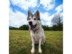 Adopt Timber a Husky