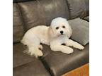 Cavachon Puppy for sale in Red Oak, TX, USA