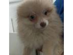 Pomeranian Puppy for sale in Bolivar, MO, USA