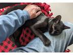 Adopt Meemo a Domestic Short Hair