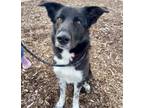 Adopt MATEO a Border Collie, Mixed Breed