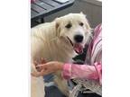 Adopt Winston a Great Pyrenees