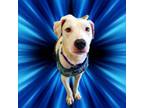 Adopt Charlie Choooo a Pit Bull Terrier