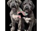 Irish Wolfhound Puppy for sale in Owensville, MO, USA