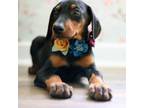 Doberman Pinscher Puppy for sale in Miami, FL, USA