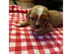Cavalier King Charles Spaniel Puppy for sale in Columbia, SC, USA