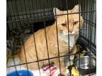 Adopt Sunburst a Domestic Short Hair